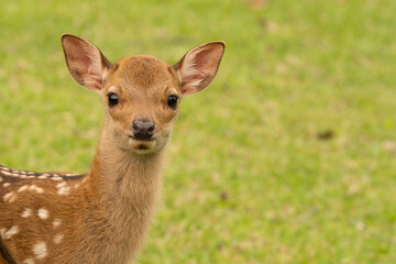 Fototapeta premium 小鹿