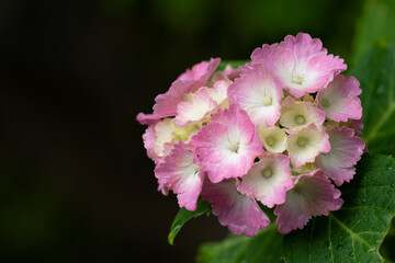 Fototapeta premium あじさい