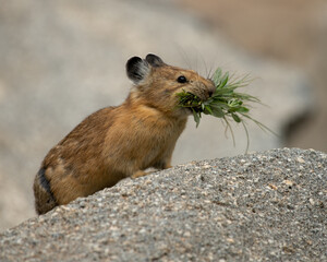 American Pika