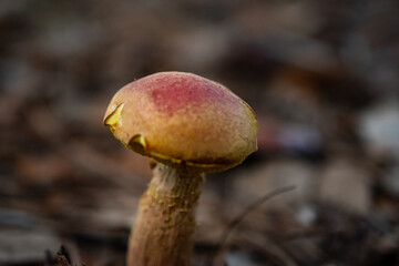 red mushroom in the forest