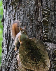 Young American Red Squirrel (Tamiasciurus hudsonicus) on a Silver Maple tree in Wisconsin

