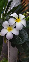 Fototapeta premium frangipani plumeria flower