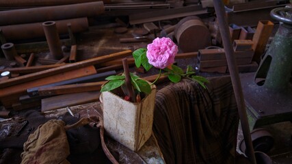 pink rose in the workshop on a metal background