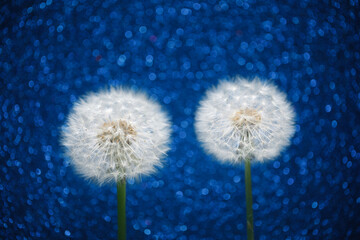 two dandelion flowers on blue bokeh background