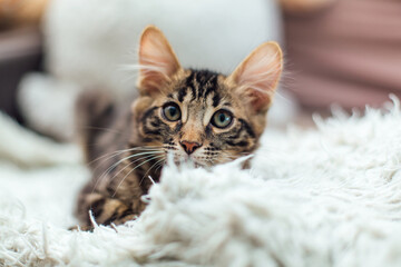 Little charcoal bengal kitty laying on the white blanket.