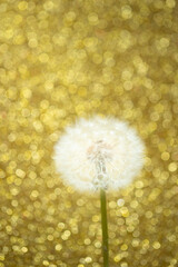 dandelion flower on golden bokeh background