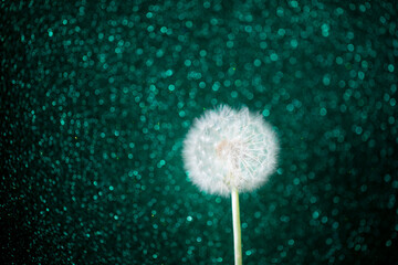 dandelion flower on emerald glitter background