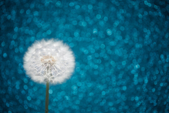dandelion flower on emerald bokeh background