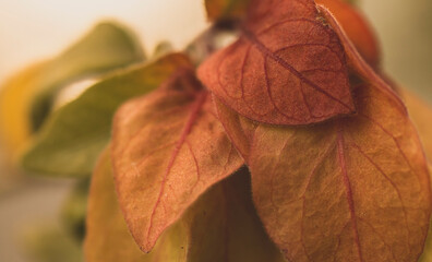 Fotografía otoñal de una planta con hojas en tonos naranja, rojo, amarillo y verde.