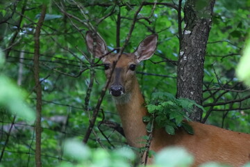 White-tailed deer (Odocoileus virginianus) standing in the forest thinking she's hidden, during summer in Wisconsin

