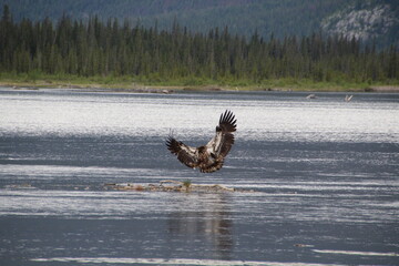 Eagle Coming In For Landing, Jasper National Park, Alberta