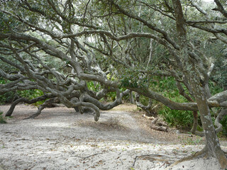 Cumberland Island Southern Live Oaks Leaning. Cumberland Island, Georgia, Sea Camp path. Maritime forest Live Oaks between dunes and salt marsh lean away from the ocean due to wind and salt spray.