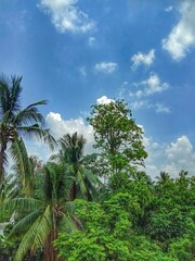 Fototapeta na wymiar Coconut, shisham trees and blue sky in autumn season