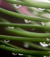 gotas de agua en una planta