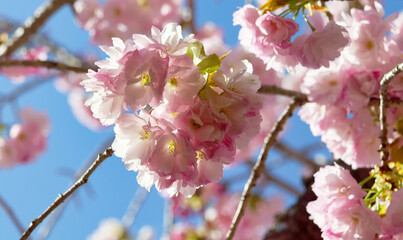 桜　素材