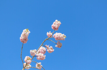 桜　空　素材