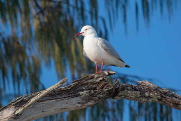 A seagull on a tree branch