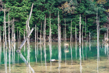 View for autumn pond, and trees stands in a water in Japan.