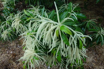 雨に濡れた６月の栗の花