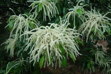 雨に濡れた６月の栗の花