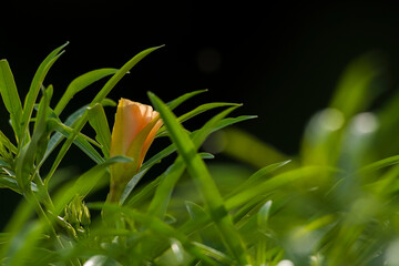 Yellow oleander flower
