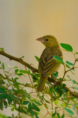 Arabian golden sparrow