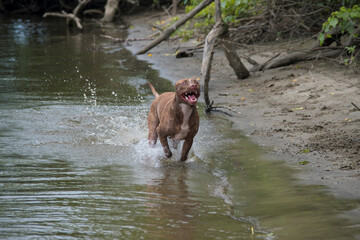 Pitbull puppy sprinting through river water