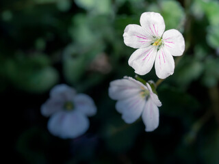 ヒメフウロソウの白い花