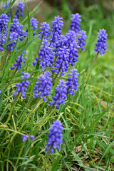 Obraz premium 紫のムスカリ