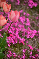 チューリップとシバザクラ