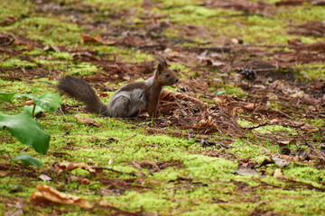 換毛中の春のリス