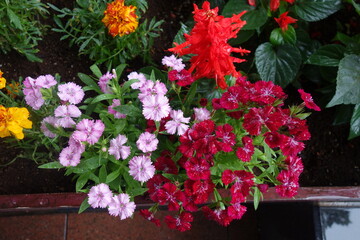 Fototapeta na wymiar 雨に濡れた撫子と赤いサルビアの花