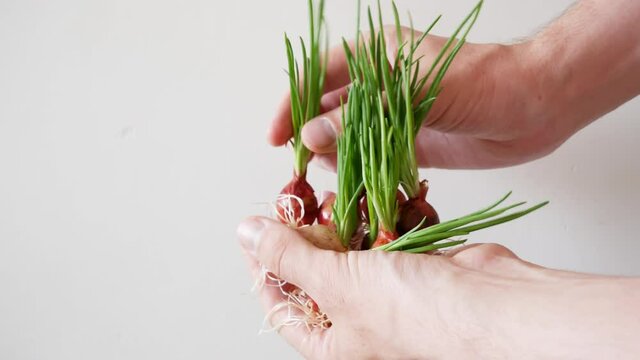 The agricultural engineer carries out a video fixation of the soilless method of growing plants. Meristem and biotechnology. Hydroponics. A man shows a young onion plant