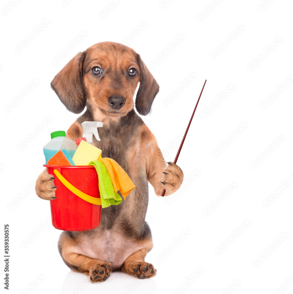 Poster Dachshund puppy holds bucket with washing fluids in it paw and points away on empty space. Cleaning concept. isolated on white background