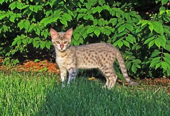F4 Gray or also known as a blue, black spotted Savannah kitten with orange eyes, bred from a wild African serval stalking outside.