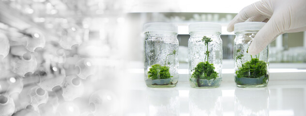 glove wearing hand of scientist three bottle of plant tissue culture in biotechnology science...
