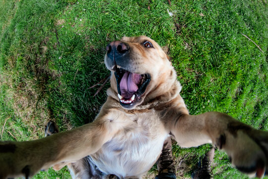 Selfie Dog