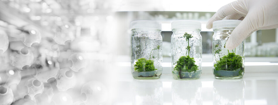 glove wearing hand of scientist three bottle of plant tissue culture in biotechnology science laboratory banner background