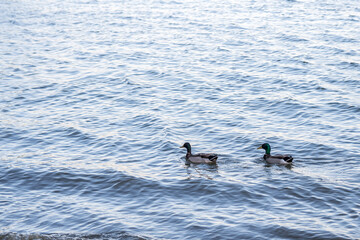 A couple of Mallards swimming at Lake Elsinore, California
