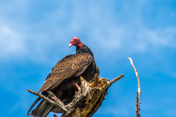 A large Turkey Vulture in Lake Elsinore, California