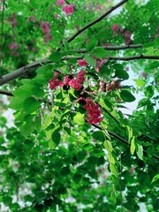 red currant bush