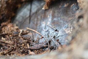 Tree Close-up
