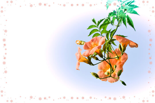 凌霄花images Browse 103 Stock Photos Vectors And Video Adobe Stock