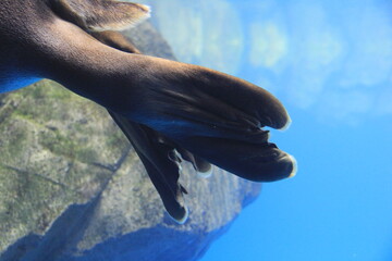 泳ぐバイカルアザラシの足(尾)部 © misumaru51shingo