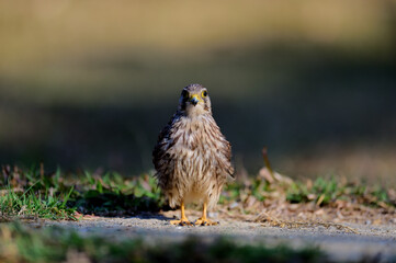 Common Kestrel morning perch, bird in Thailand.