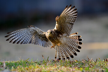 Common Kestrel morning perch, bird in Thailand.