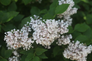 white flowers on a tree