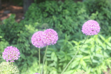 PURPLE AROUND FLOWERS IN BLOOM 