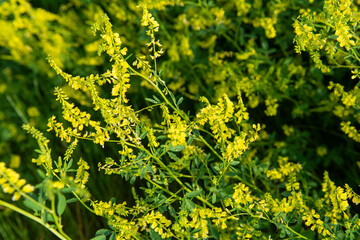 sweet clover with beautiful yellow flowers growing on the prairie