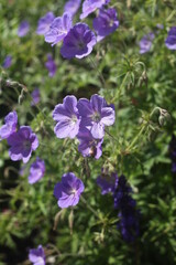 purple flowers in the garden